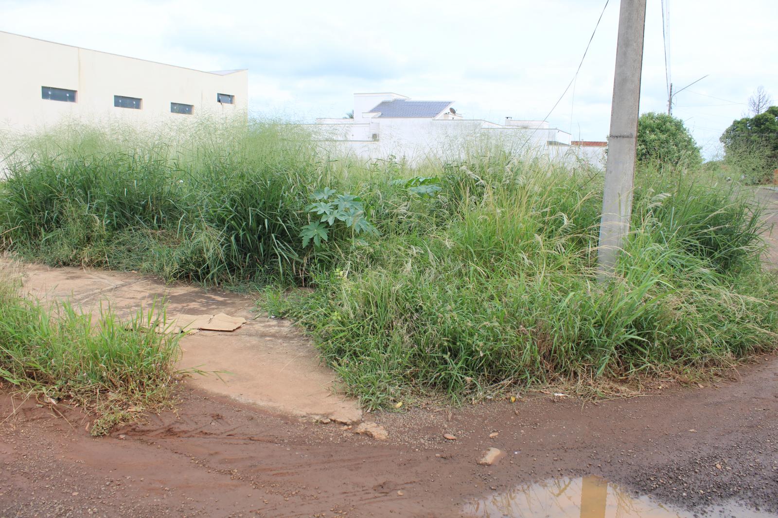 Prefeitura vai notificar e multar dono de terreno baldio sujo. Fiscalização começa hoje