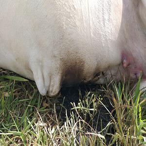 Rompimento de fiação mata gado eletrocutado na Fazenda Progresso