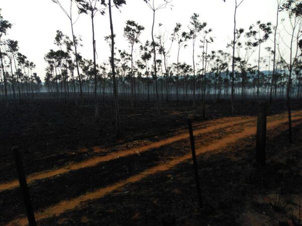 Raio mata gado e provoca incêndio em área rural de Chapadão do Sul