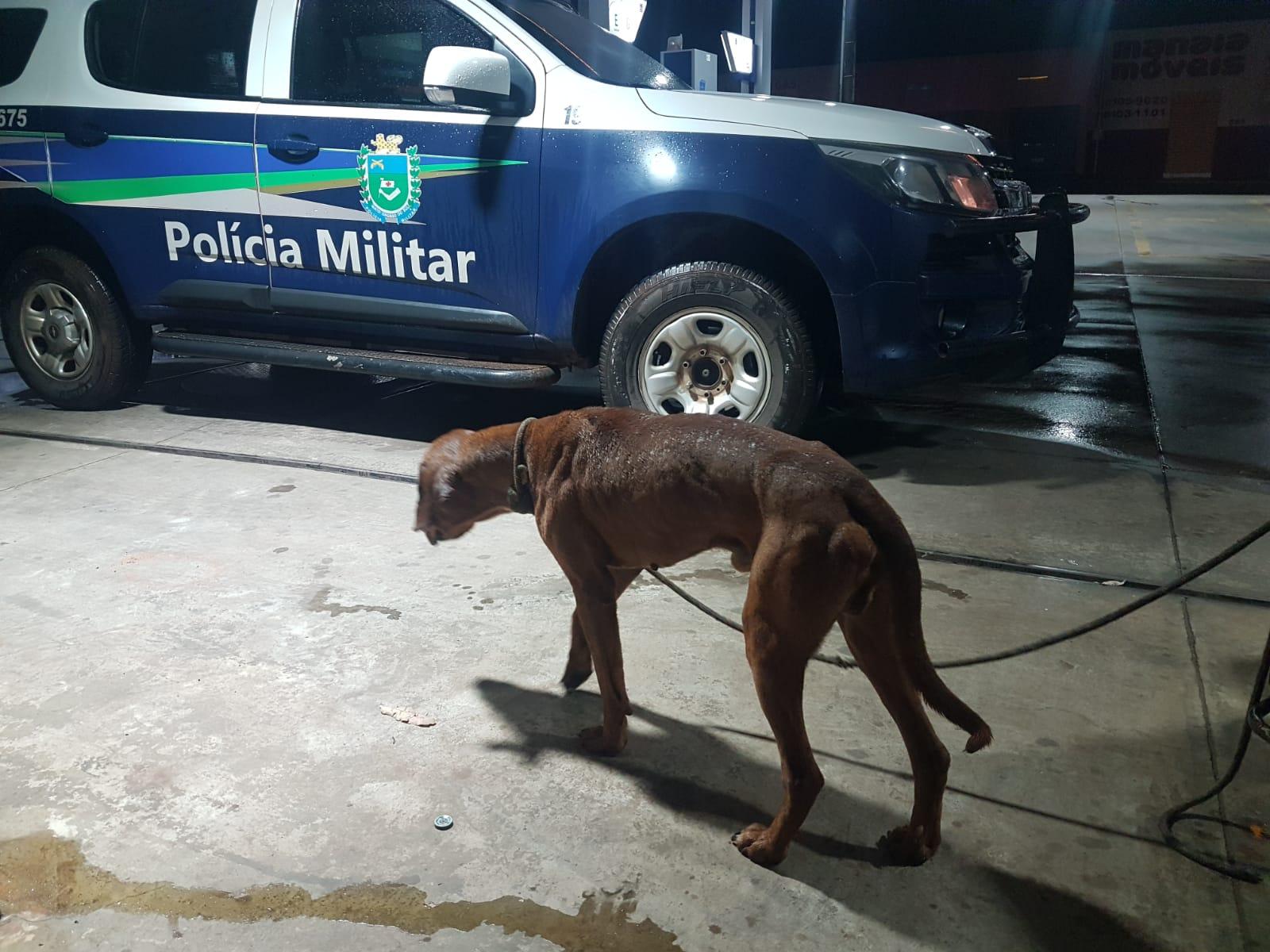 PM resgata cachorro que sofria maus tratos em Paranaíba e vídeo emociona na internet