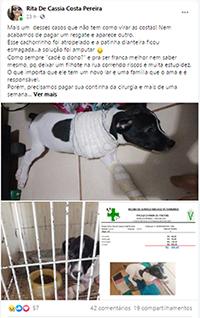 Cãozinho é atropelado, tem pata amputada e voluntários buscam ajuda para pagar cirurgia