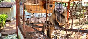 Polícia Ambiental apreende 29 animais e casal é multado em R$ 64 mil em Cassilândia; veja vídeo