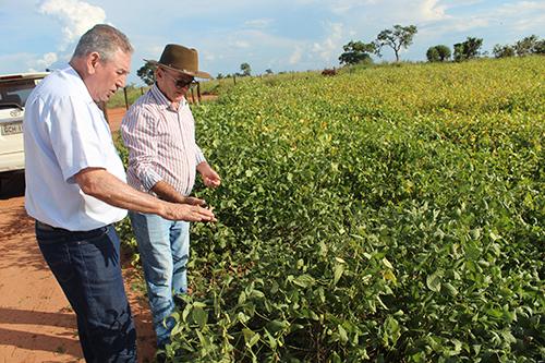 Pioneirismo da Fazenda Pantanal abre caminho para o cultivo da soja no município de Inocência